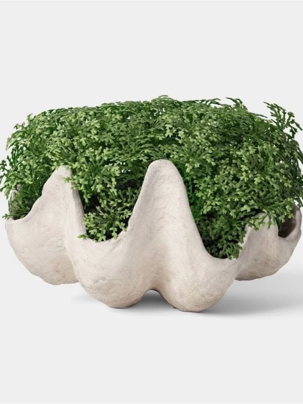 NWT! Studio McGee NWT 5" Shell Faux Moss Bowl Tabletop Faux Plant Cream/Green